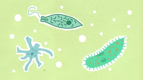 污水處理微生物反應(yīng)原理及影響因素！